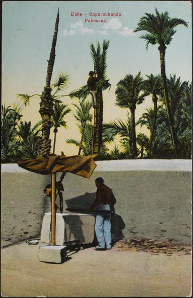 0000100395 - Alicante